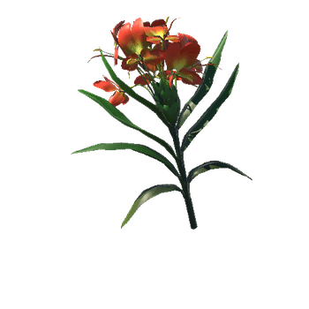 Hedychium_coronarium_Koenig_Flower Red